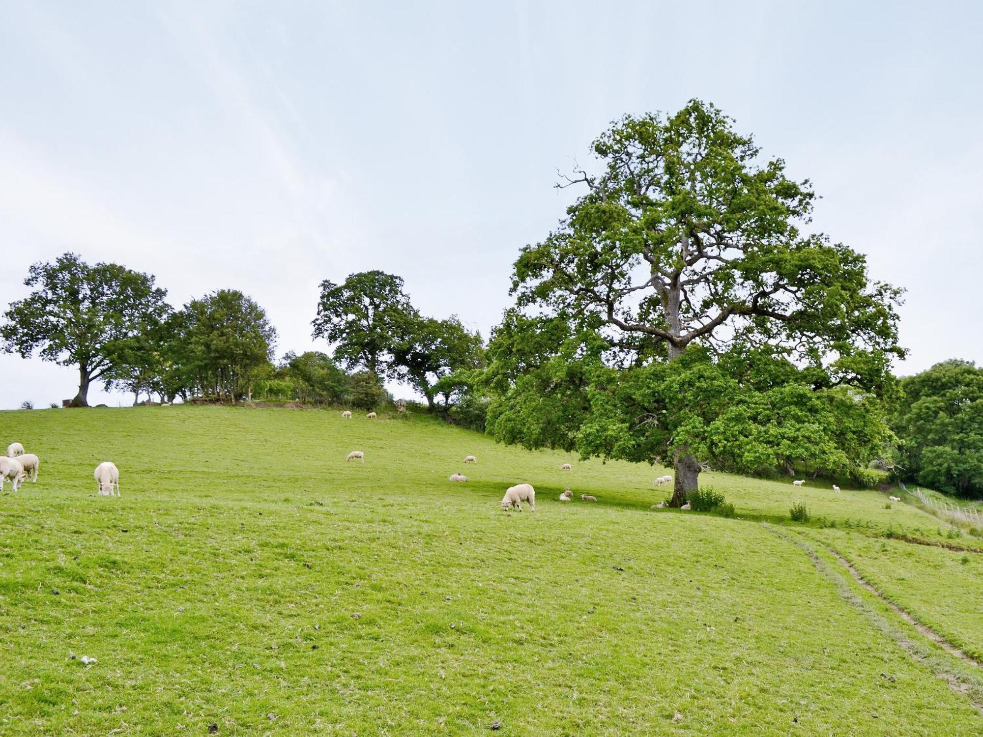 Cherrytree Cottage - 29937 Holcombe Burnell ภายนอก รูปภาพ